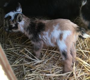 K2 - Unregistered Doeling