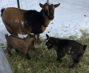Gavella Empress Moon and Gavella Fantasia Haze, Dam Atreyu