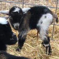 K13 - Unregistered Buckling