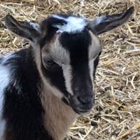 K4 - Unregistered Wether