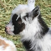 K9 - Unregistered Wether