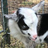 Luna doeling 1