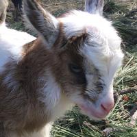 Mei Mei Doeling