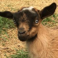 Gavella Felicity Fawn